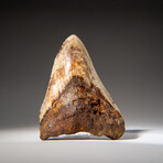 Genuine Megalodon Shark Tooth in Display Case // 274.2g