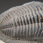 Genuine Asaphus intermedius Trilobite  // 1.3 lbs