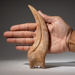 Genuine Natural Spinosaurus Foot Claw // 122.2 g