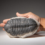 Genuine Asaphus intermedius Trilobite  // 1.4 lbs