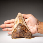 Genuine Megalodon Shark Tooth in Display Case // 274.2g