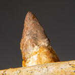 Genuine Mosasaur Tooth in a Fossilized Jaw bone // 219 g