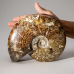 Genuine Polished Ammonite // 4.6 lb