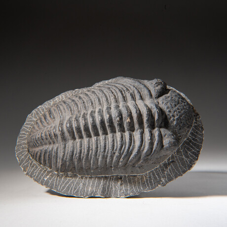 Genuine Asaphus intermedius Trilobite  // 1.3 lbs