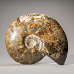 Genuine Polished Ammonite // 4.6 lb