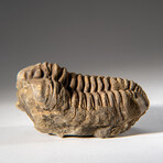 Genuine Asaphus intermedius Trilobite  // 218 g