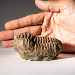 Genuine Asaphus intermedius Trilobite  // 218 g