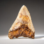 Genuine Megalodon Shark Tooth in Display Case // 274.2g