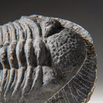 Genuine Asaphus intermedius Trilobite  // 1.3 lbs