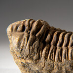 Genuine Asaphus intermedius Trilobite  // 218 g