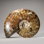 Genuine Polished Ammonite // 4.6 lb