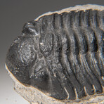 Genuine Asaphus intermedius Trilobite  // 1.4 lbs