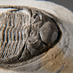 Genuine Hollardops Mesacristata Trilobite on Matrix // 384.4 g