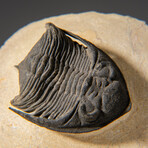 Genuine Hollardops Mesacristata Trilobite on Matrix // 296.2 g