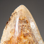 Genuine Megalodon Shark Tooth in Display Case // 274.2g