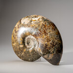 Genuine Polished Ammonite // 4.6 lb