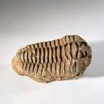 Genuine Asaphus intermedius Trilobite  // 218 g