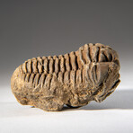 Genuine Asaphus intermedius Trilobite  // 218 g