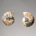 Two Genuine Polished Calcified Ammonite Halves in display box