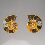 Two Genuine Polished Calcified Ammonite Halves in display box