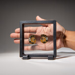 Two Genuine Polished Calcified Ammonite Halves in display box