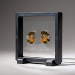 Two Genuine Polished Calcified Ammonite Halves in display box