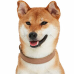 Full Grain Leather Adjustable Dog Collar // Beige (3/4" Wide * (12"-15") Neck)