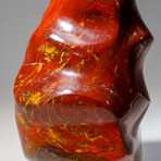 Genuine Polished Petrified Wood Freeform Flame // 2.5 lb