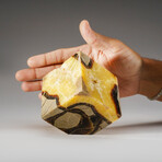 Genuine Polished Septarian Cube // 2.5 lb