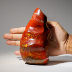 Genuine Polished Petrified Wood Freeform Flame // 2.5 lb