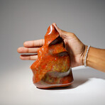 Genuine Polished Petrified Wood Freeform Flame // 3.5 lb