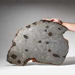 Genuine Muonionalusta Meteorite Slice with Acrylic Display Stand // 28 lbs