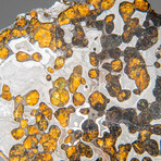 Genuine Natural Seymchan Pallasite Meteorite Slab with Acrylic Display Stand