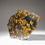Genuine Natural Seymchan Pallasite Meteorite Slab with Acrylic Display Stand