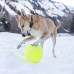 Too Big to Chew Tennis Ball // 2 Pack