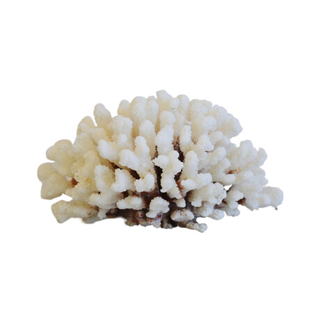 Coastal Nautical Cream Coral Specimen