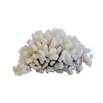 Coastal Nautical Cream Coral Specimen
