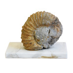 Sandstone Ammonite Fossil On Marble Base