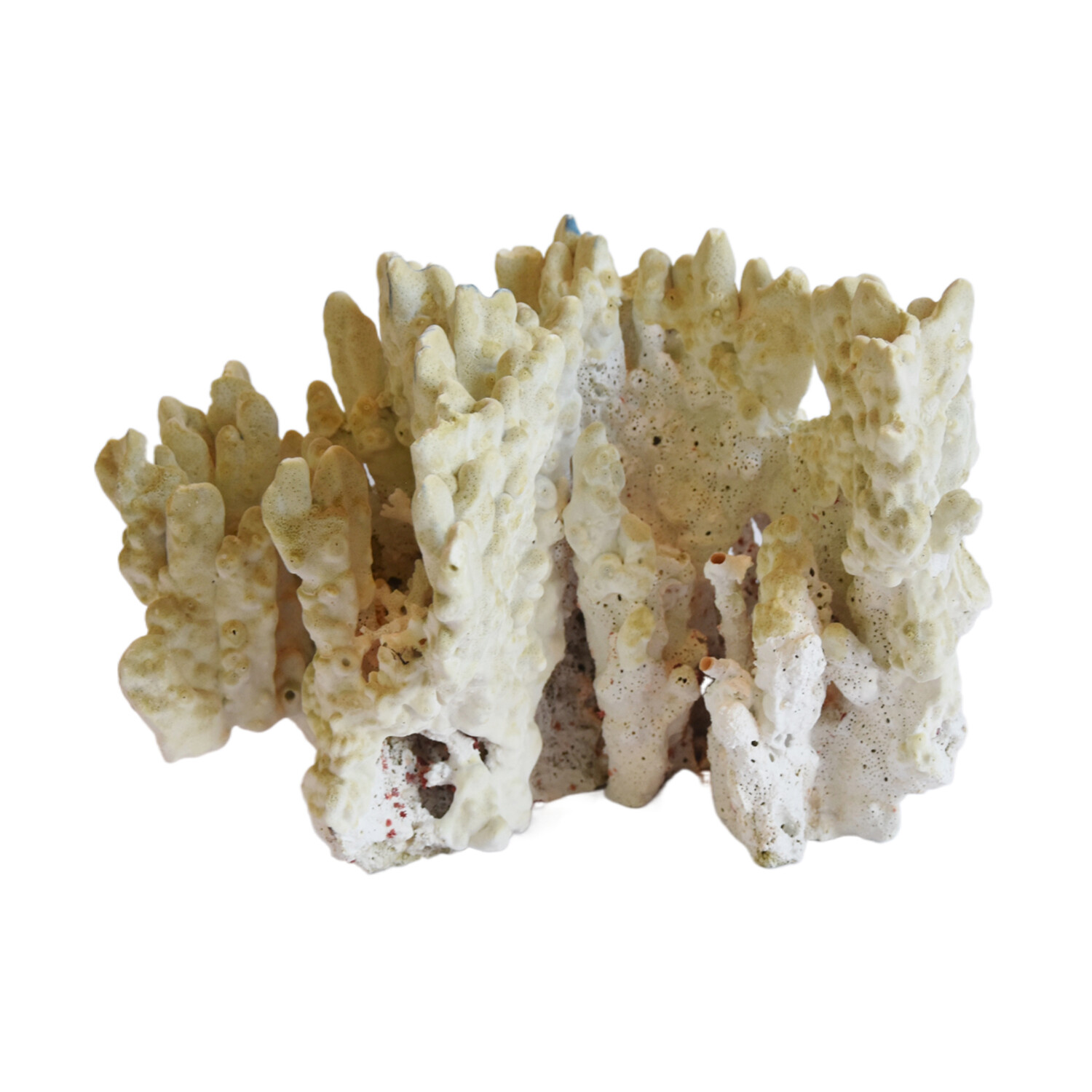 Massive Natural White Coral Specimen