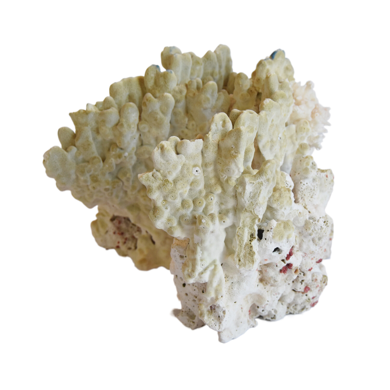 Nautical Natural Green Coral Specimen - Prized Pig by Mike Seratt
