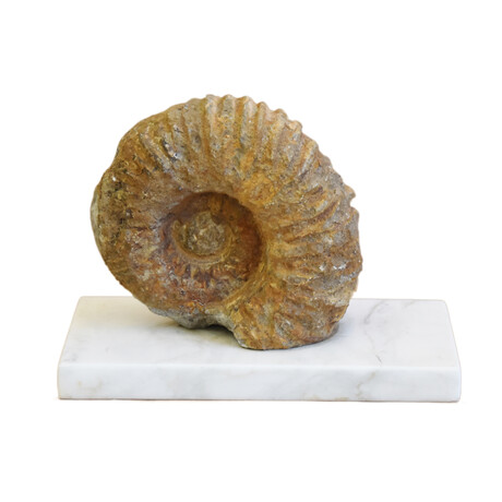 Sandstone Ammonite Fossil On Marble Base