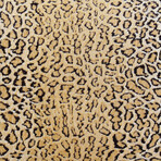 Big Cat Cheetah Leopard Velvet Pillow