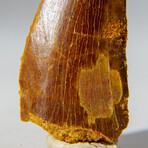 Genuine Carcharodontosaurus Tooth in Display Case // 15.4 g