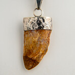 Genuine Africian T-Rex Tooth Pendant on Leather Cord