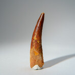 Genuine Mesosaurus Tooth in Display Case // 48 g