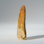 Genuine Carcharodontosaurus Tooth in Display Case // 16.1 g