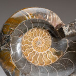 Genuine Polished Ammonite Fossil Dish