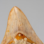 Large Genuine Megalodon Shark Tooth from Indonesia