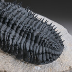 Genuine Spiny Drotops Armatus Trilobite From Morocco