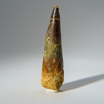 Genuine Mesosaurus Tooth in Display Case // 45 g